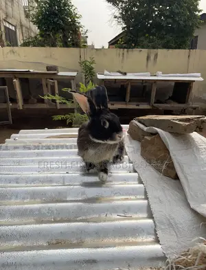 Rabbits for Sale
