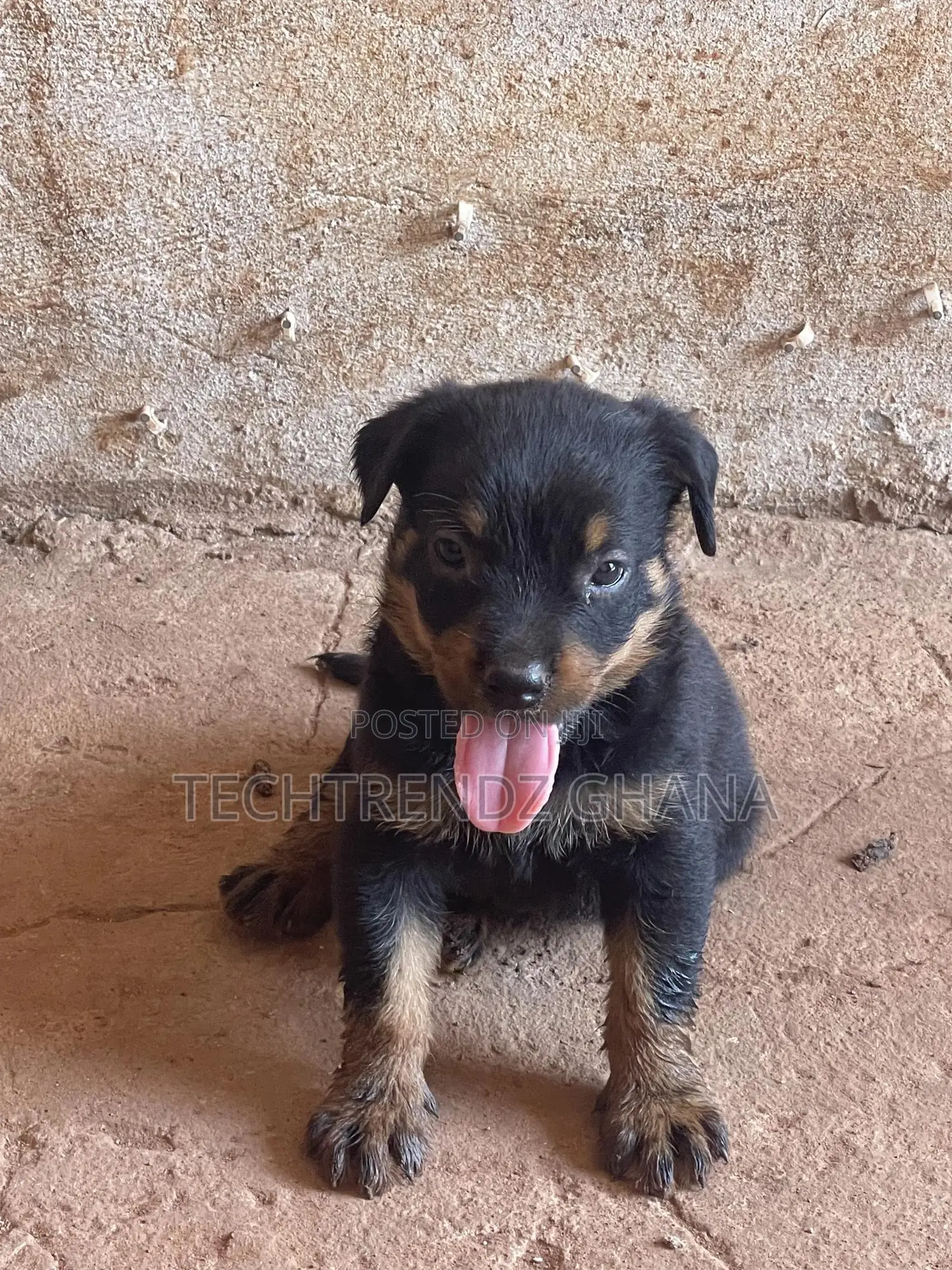 1-3 months Male Purebred Rottweiler