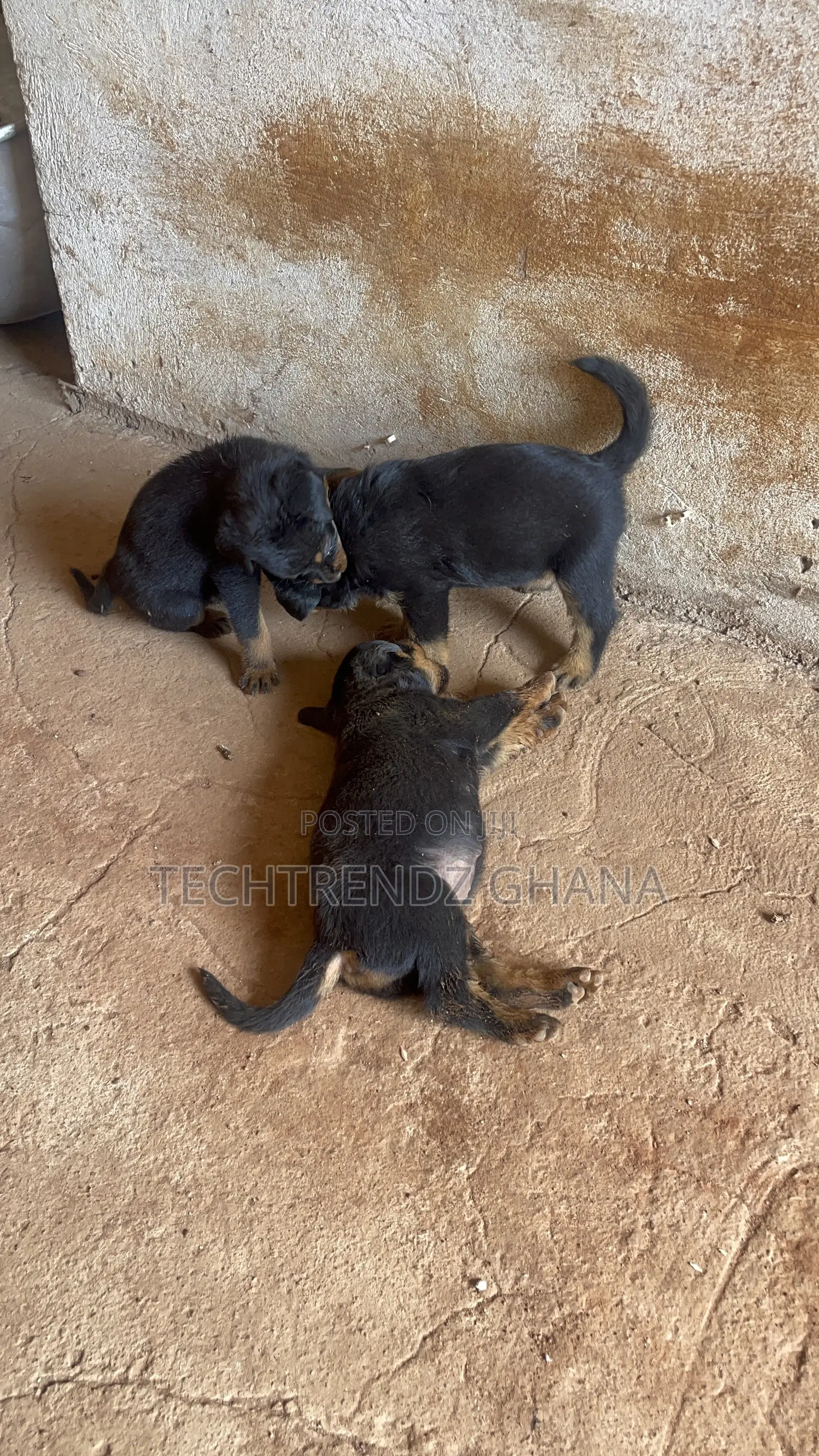 1-3 months Male Purebred Rottweiler