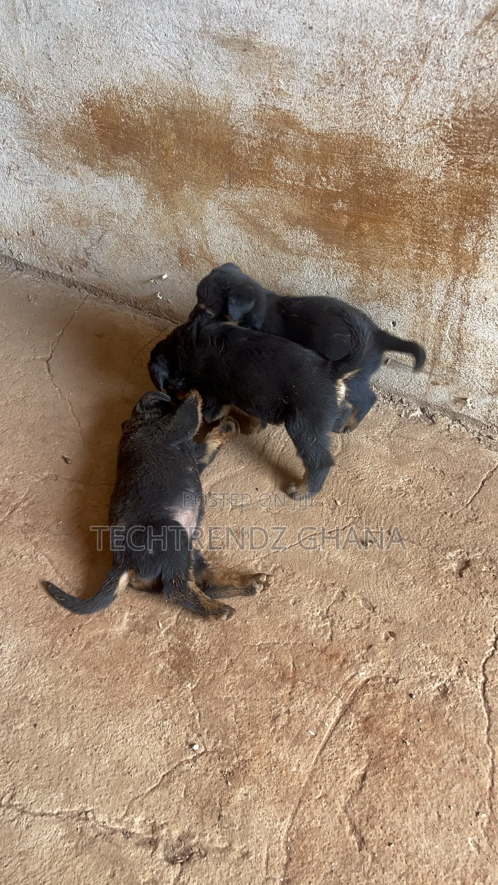 1-3 months Male Purebred Rottweiler