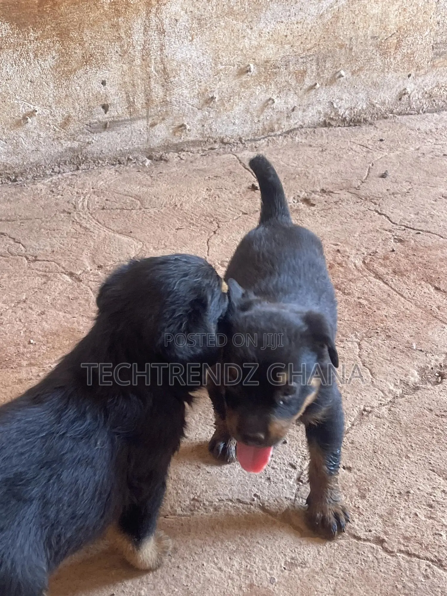 13 months Male Purebred Rottweiler in Adenta Dogs & Puppies