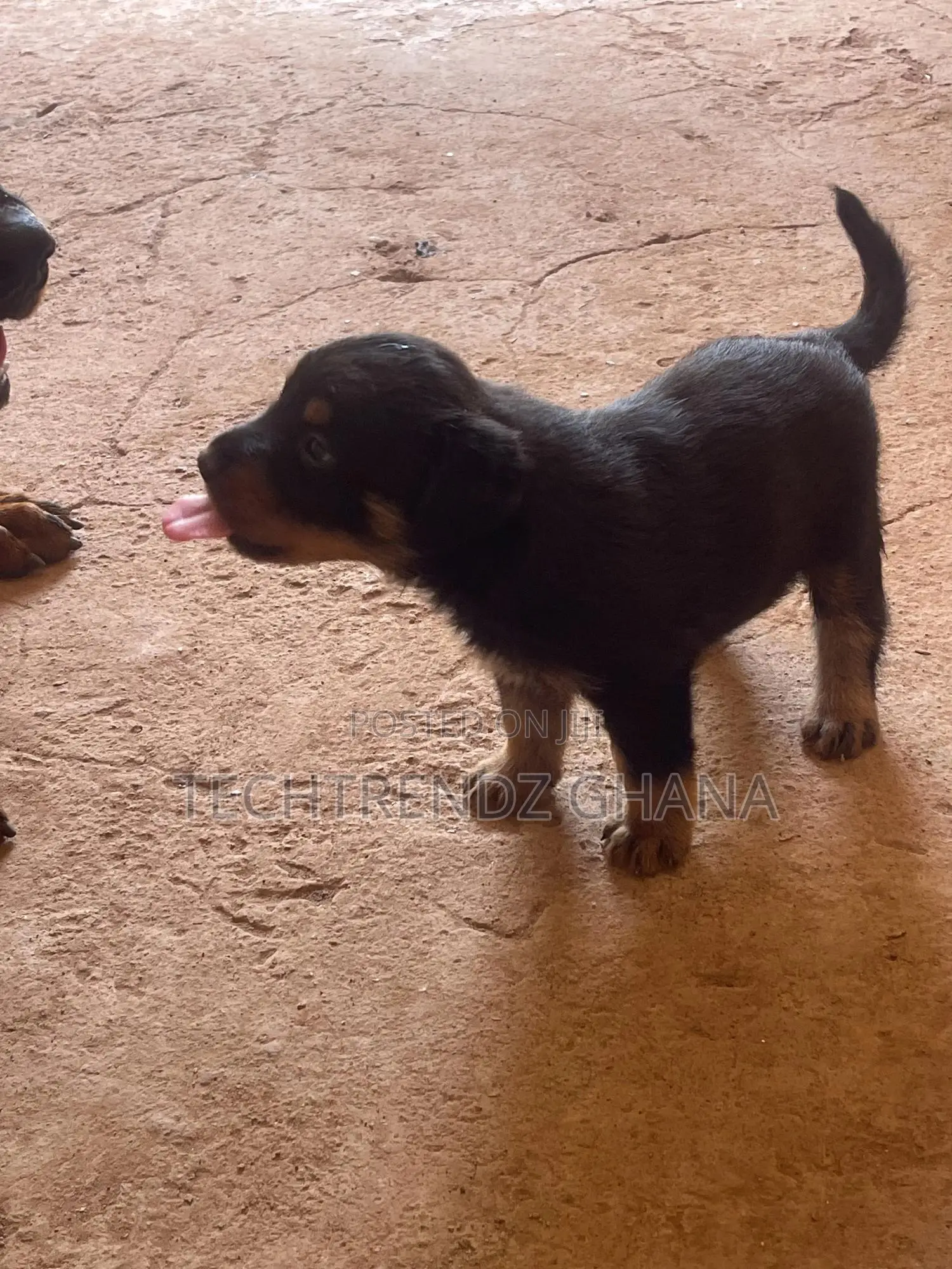1-3 months Male Purebred Rottweiler