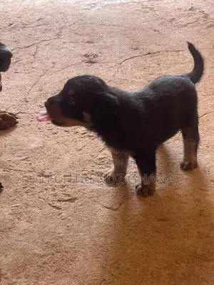 1-3 months Male Purebred Rottweiler