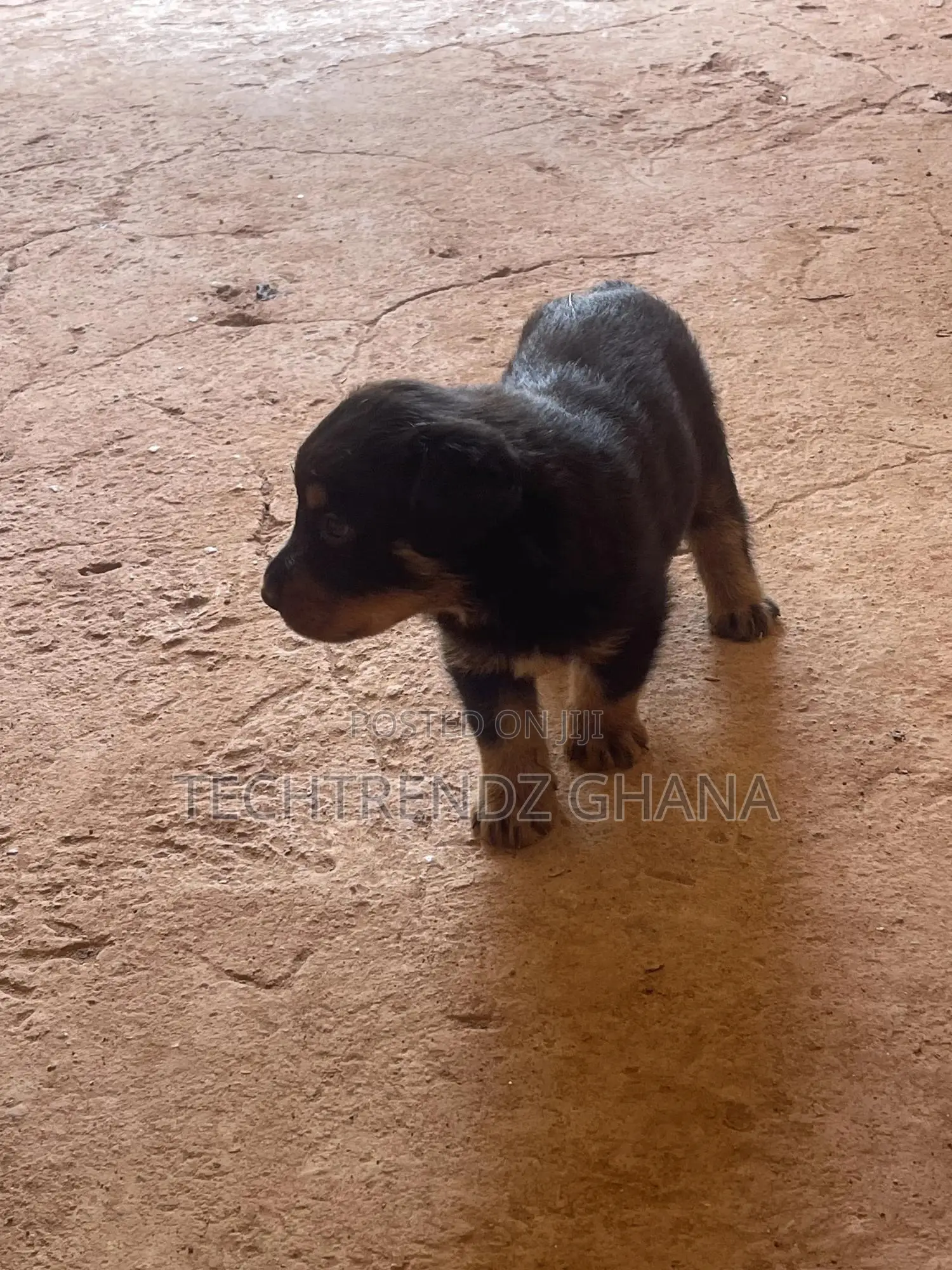 1-3 months Male Purebred Rottweiler