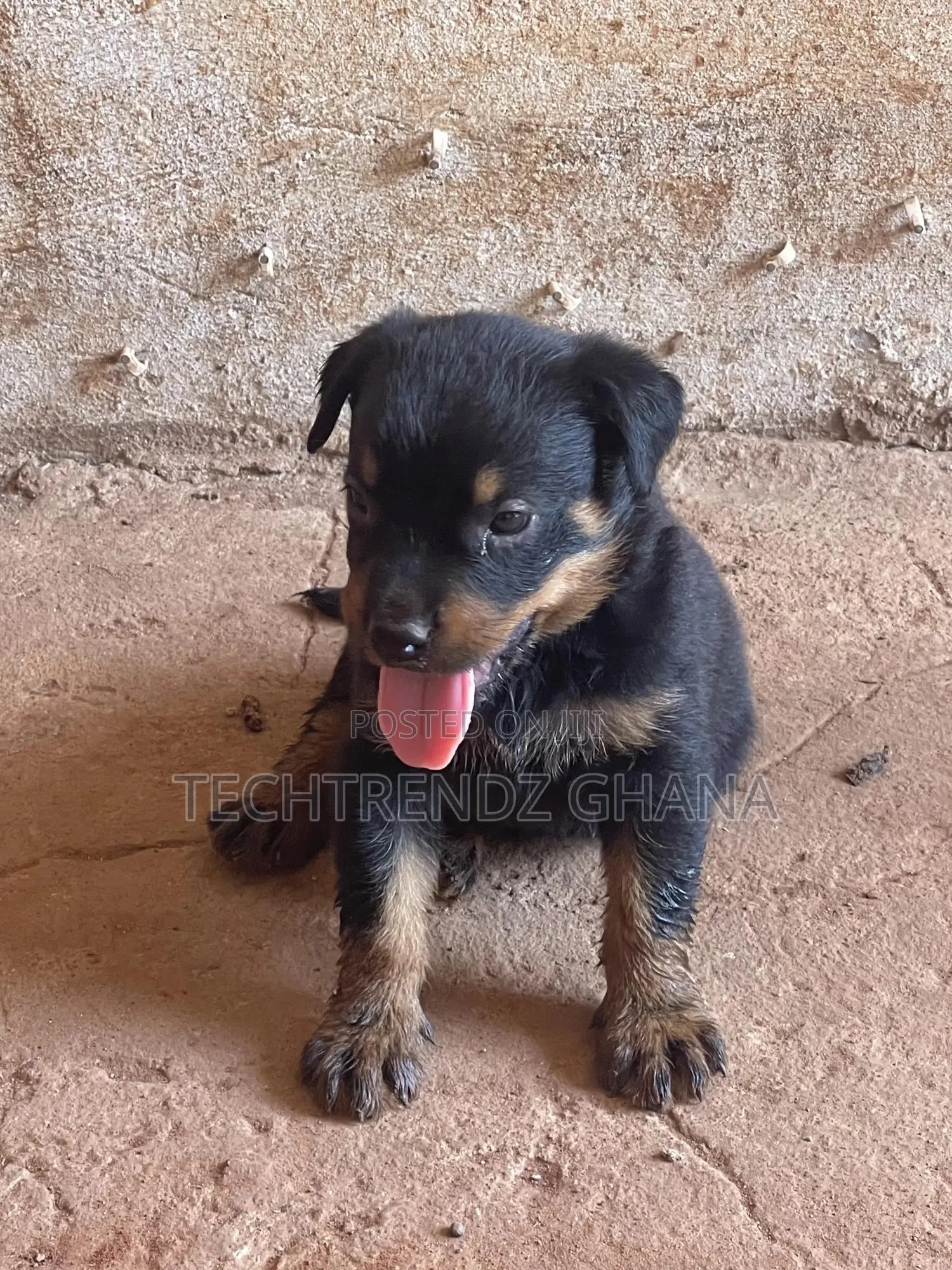 13 months Male Purebred Rottweiler in Adenta Dogs & Puppies