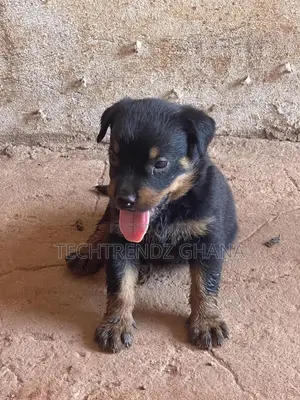 1-3 months Male Purebred Rottweiler