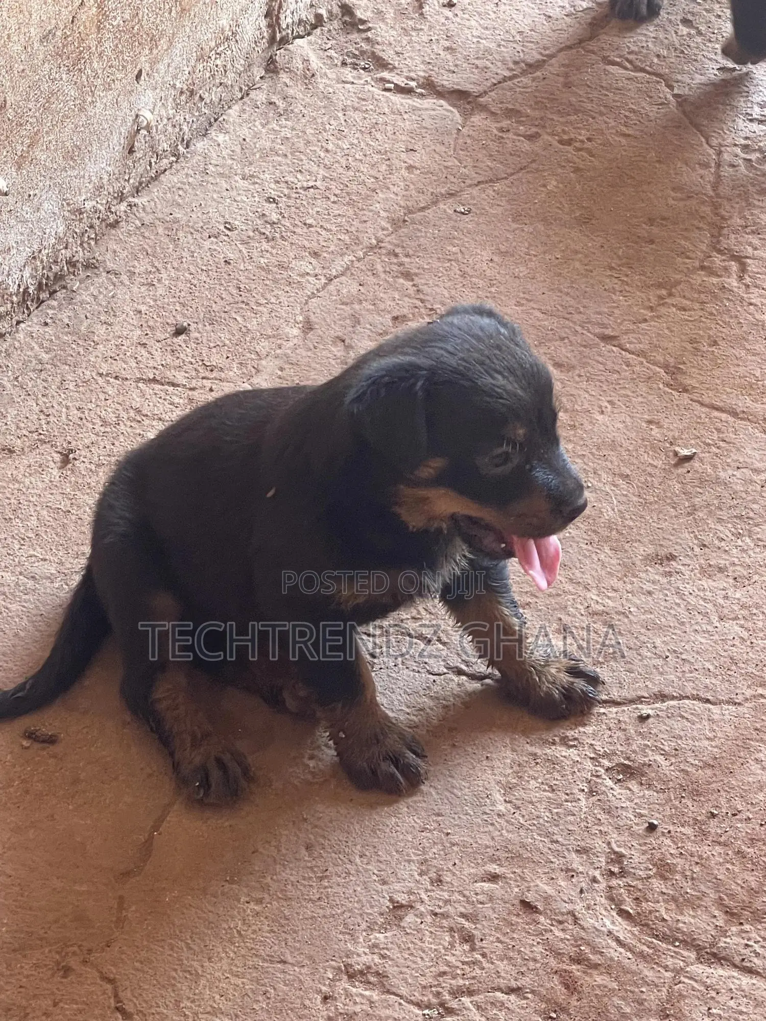 1-3 months Male Purebred Rottweiler