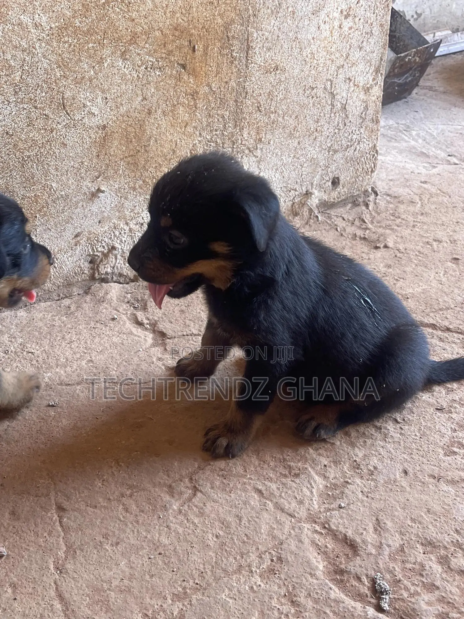 1-3 months Male Purebred Rottweiler
