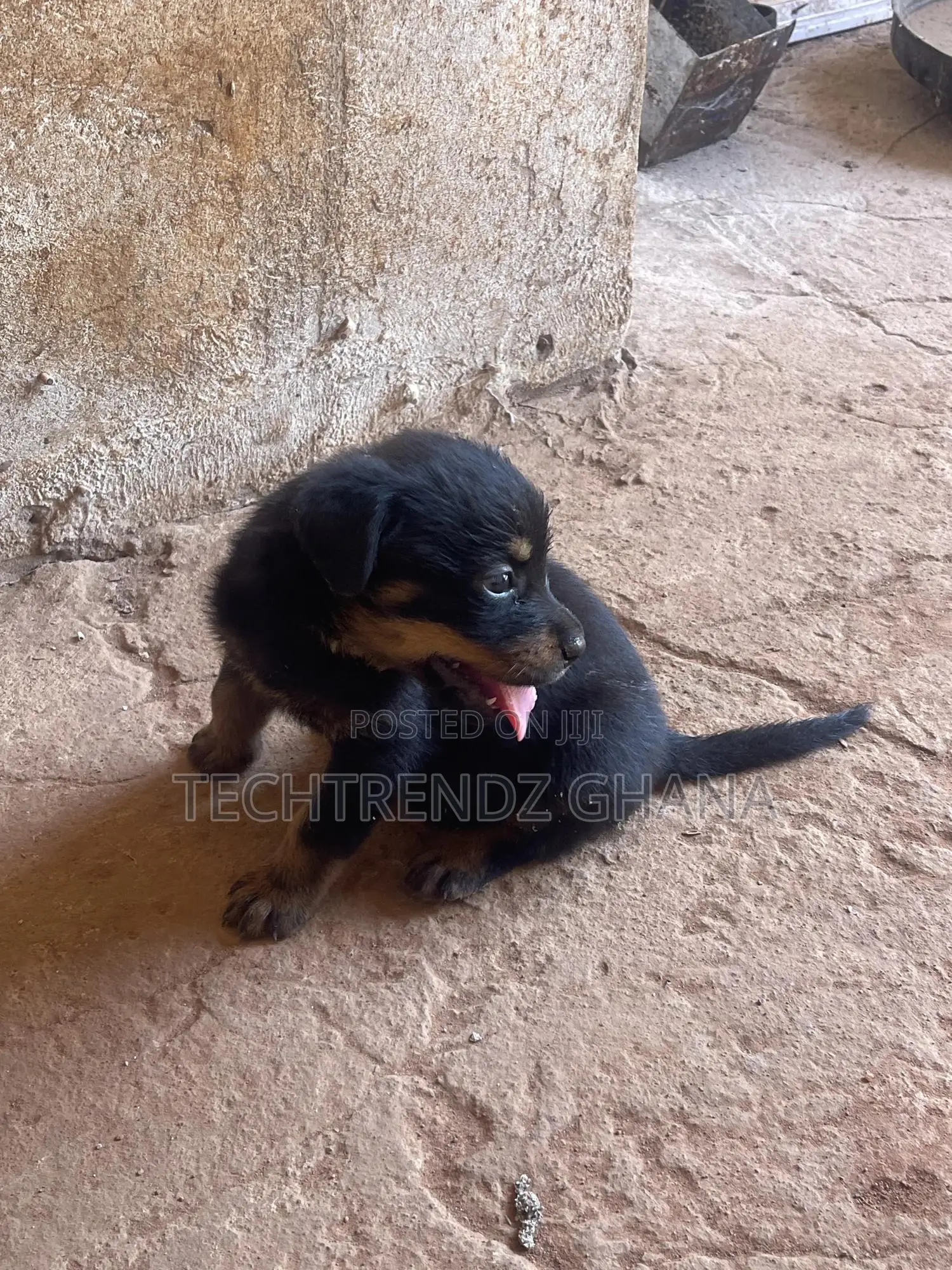 13 months Male Purebred Rottweiler in Adenta Dogs & Puppies