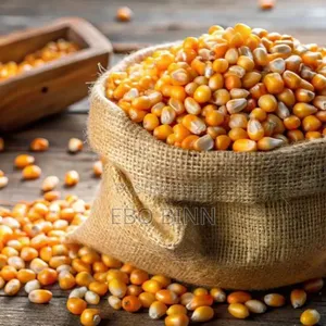 Clean Yellow Maize