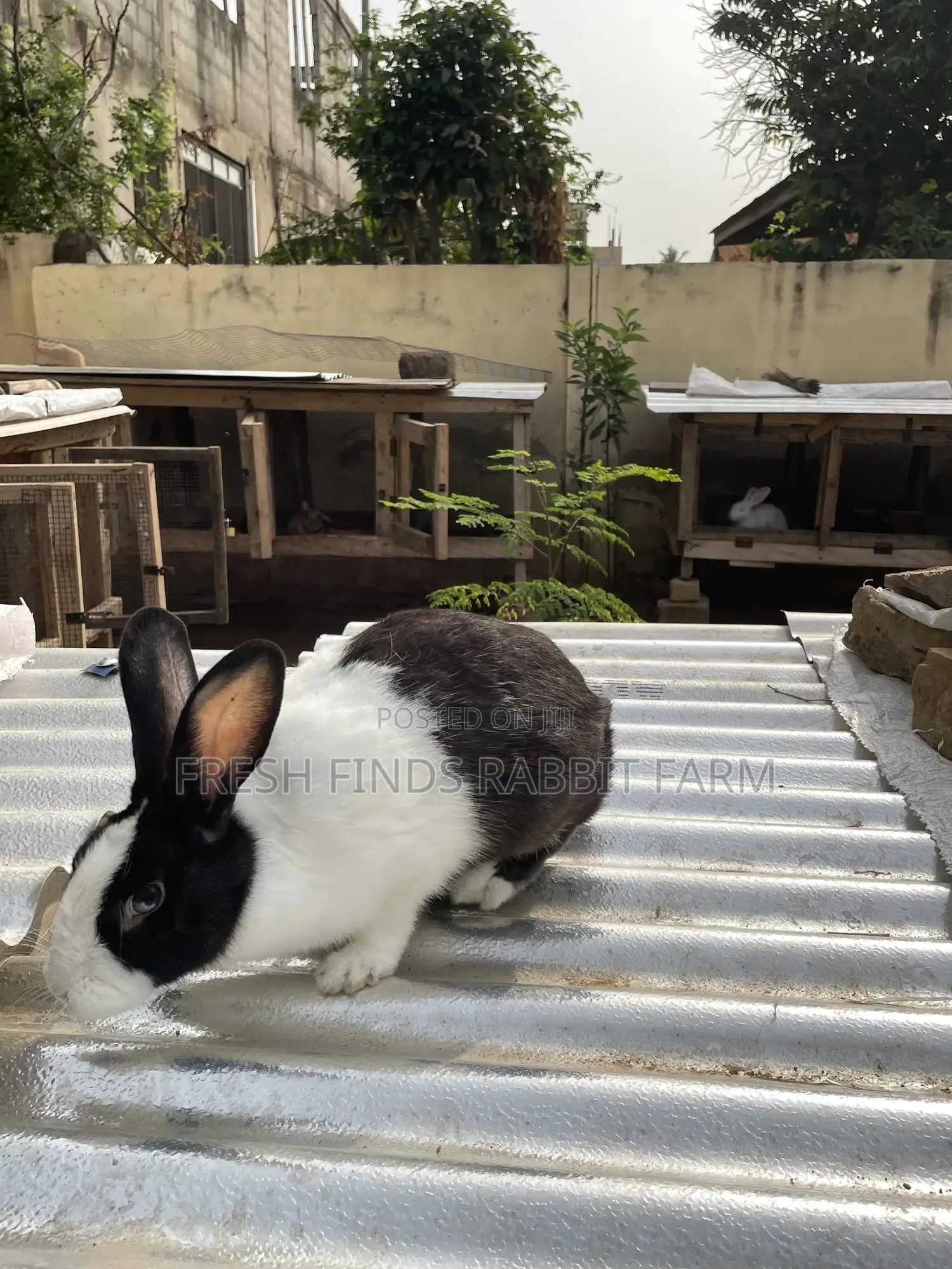 Rabbits for Sale