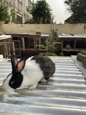 Rabbits for Sale