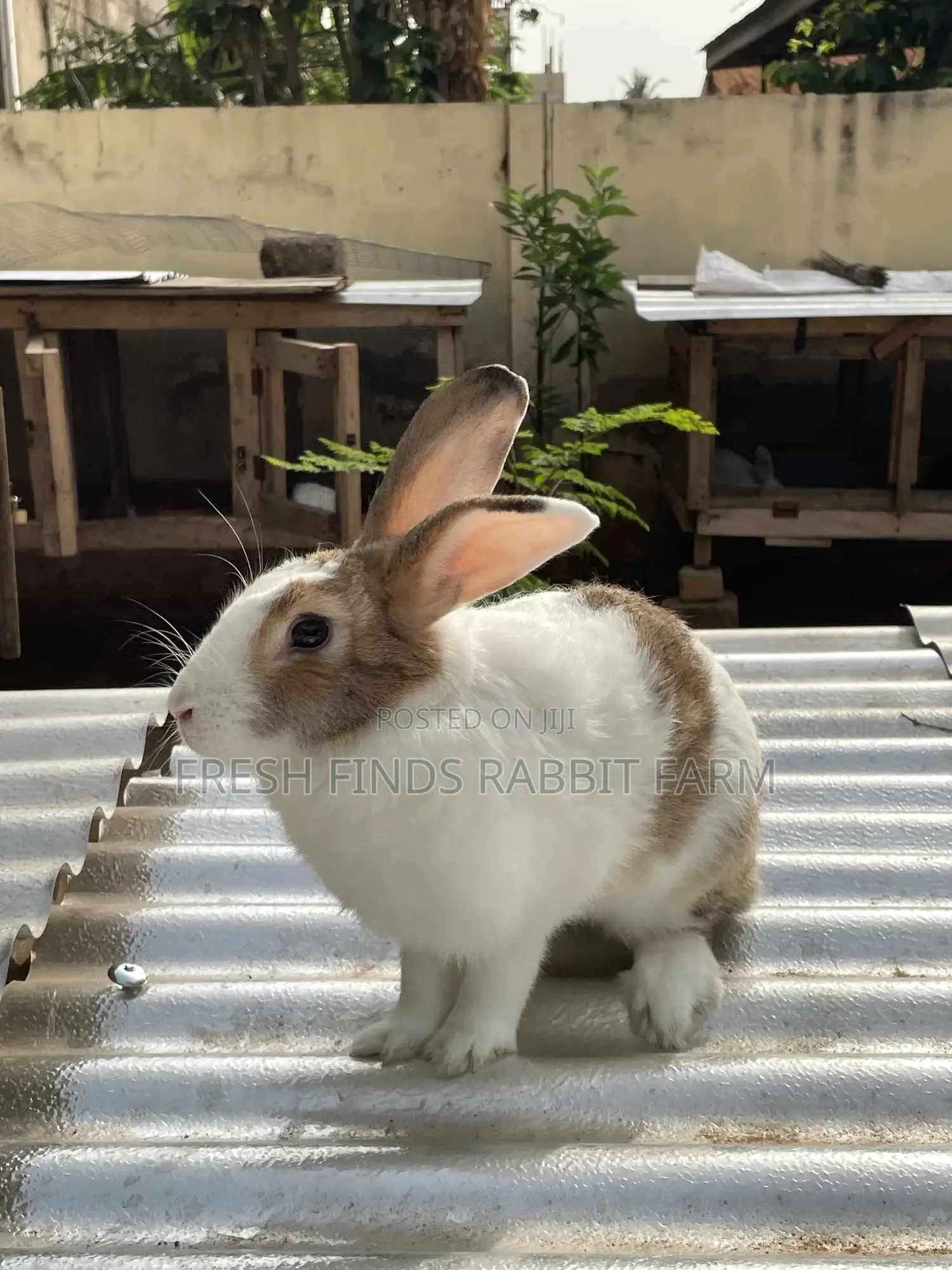 Rabbits for Sale