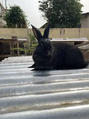 Rabbits for Sale