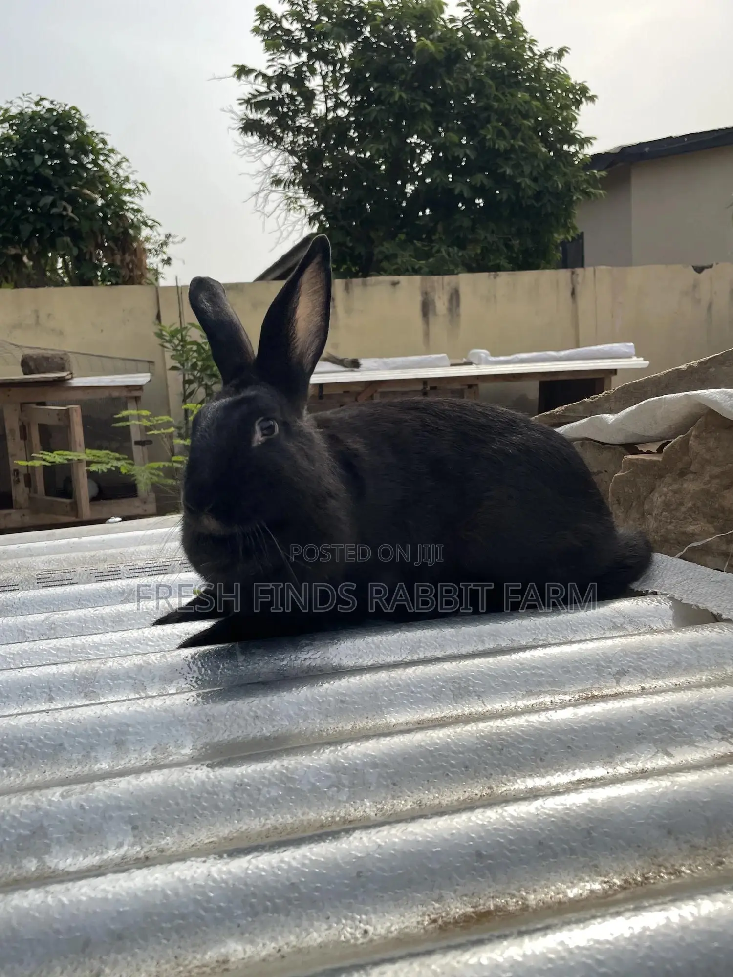 Rabbits for Sale