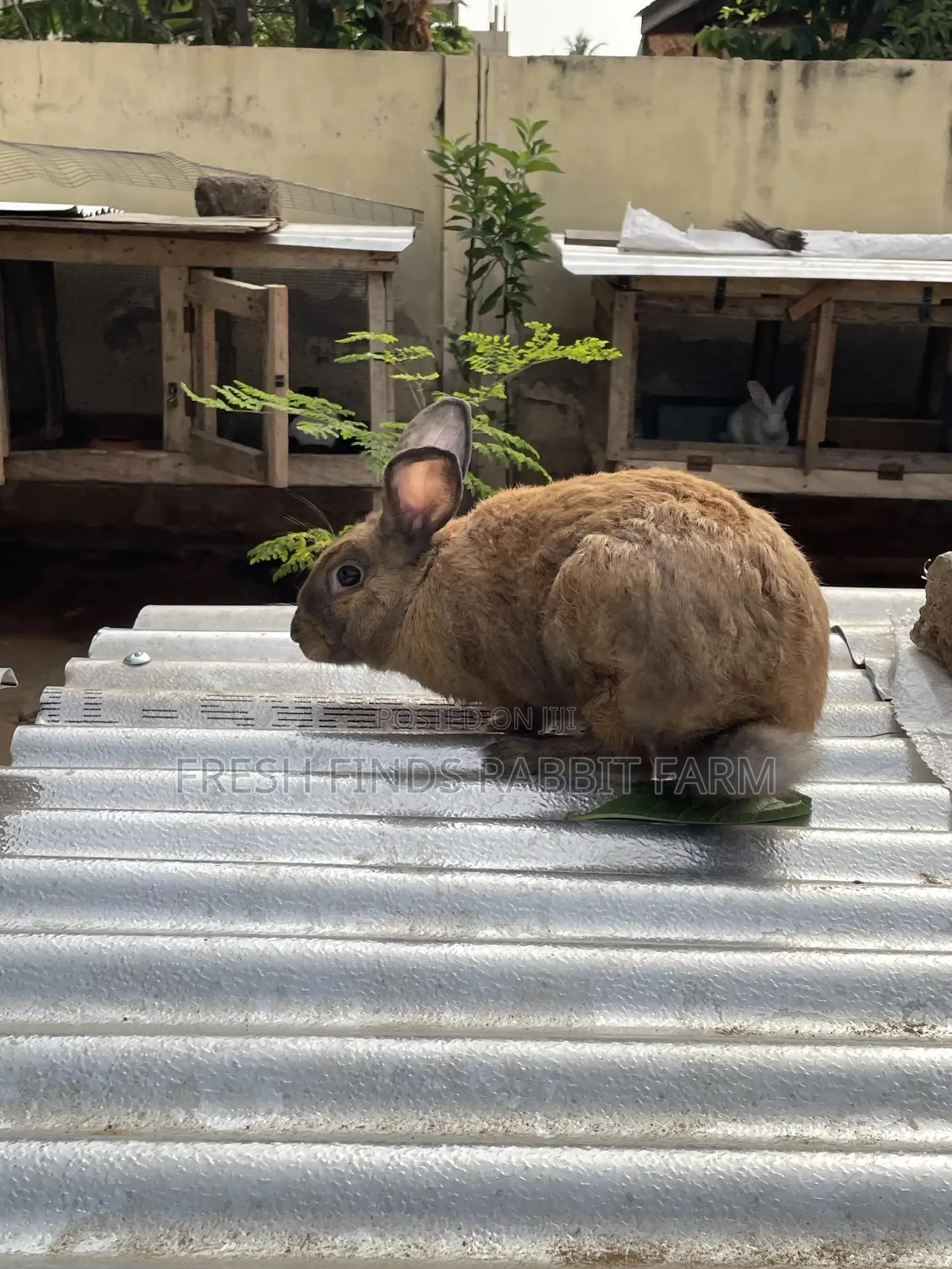 Rabbits for Sale