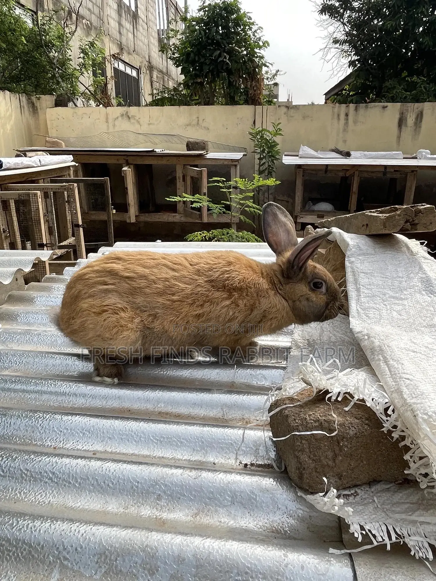 Rabbits for Sale