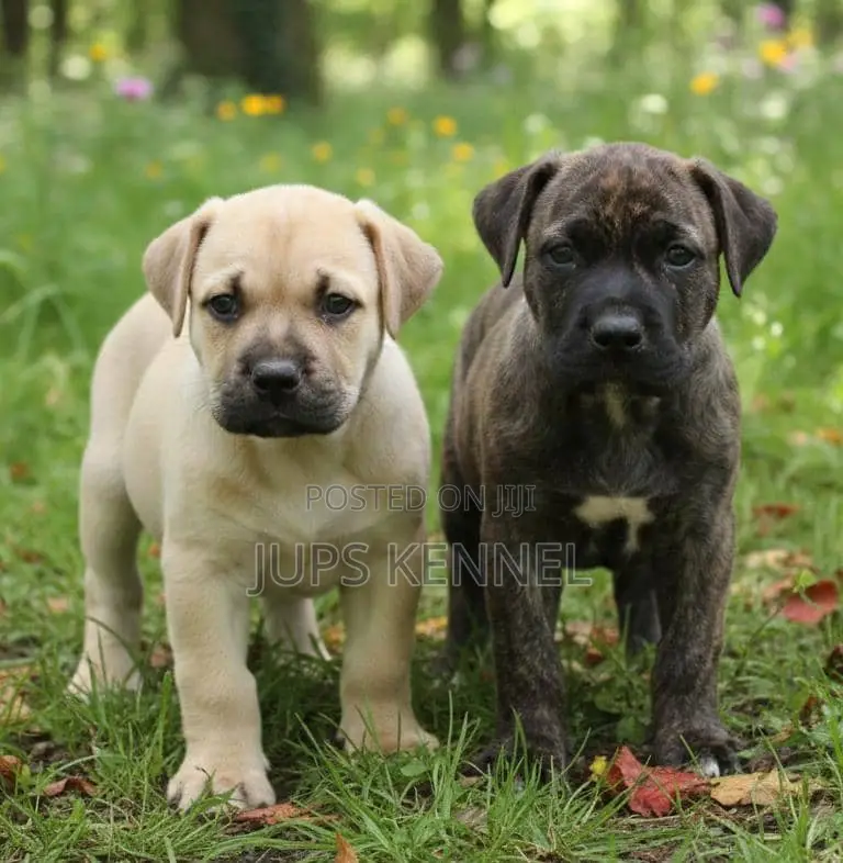 1-3 months Female Purebred Boerboel