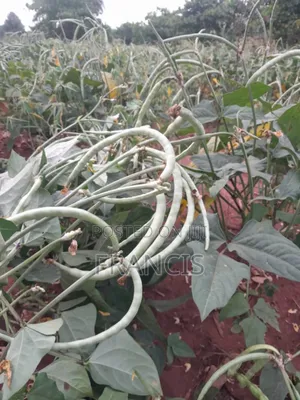 Forcrop Golden