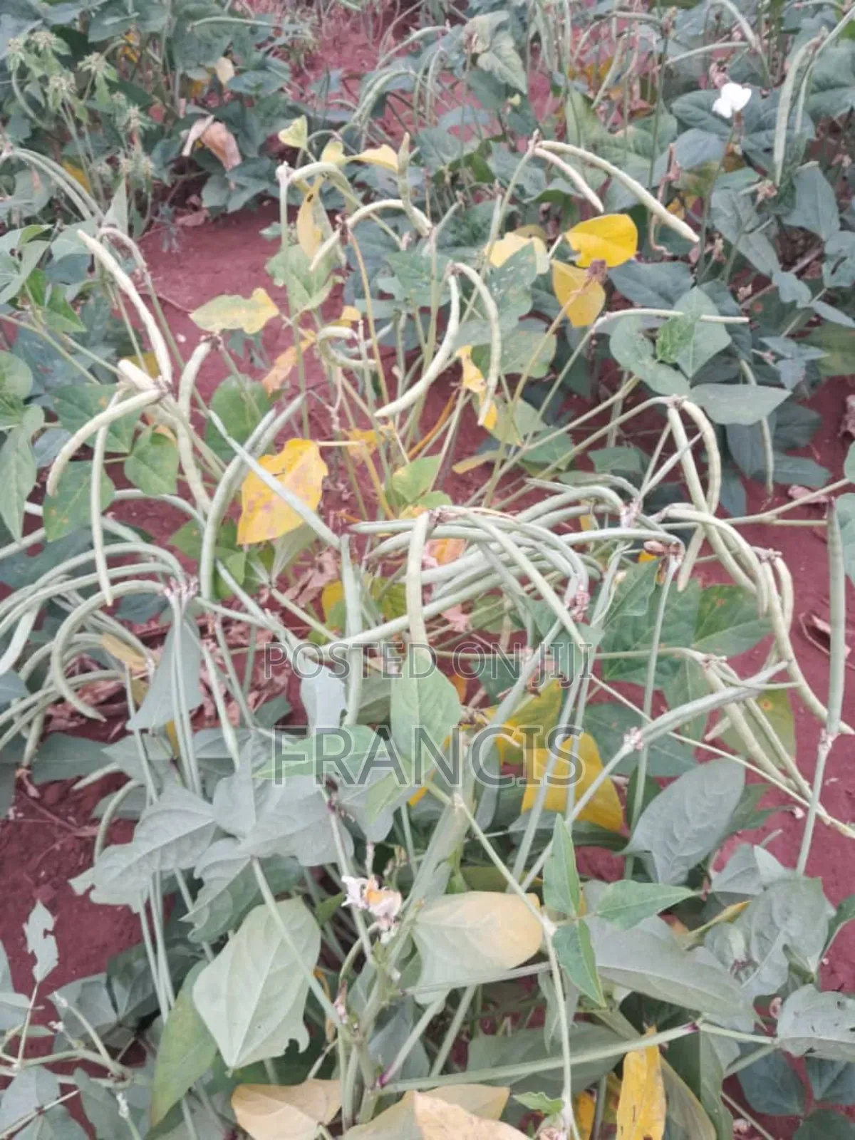 Forcrop Golden