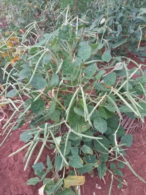 Forcrop Golden