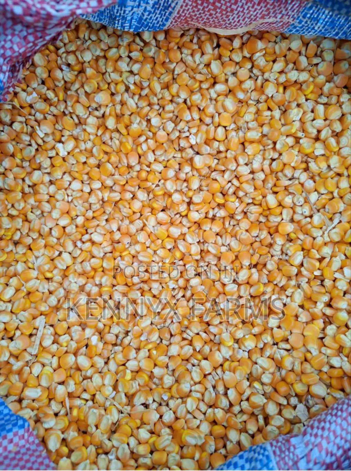 Yellow Maize Available For Pickup