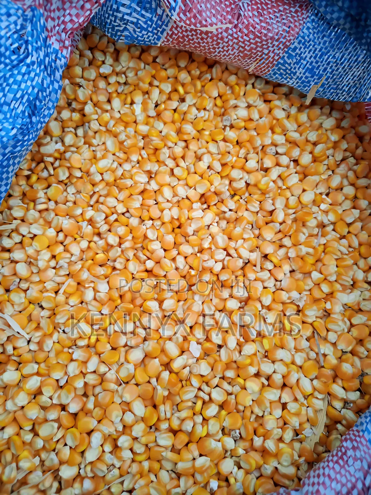 Yellow Maize Available For Pickup