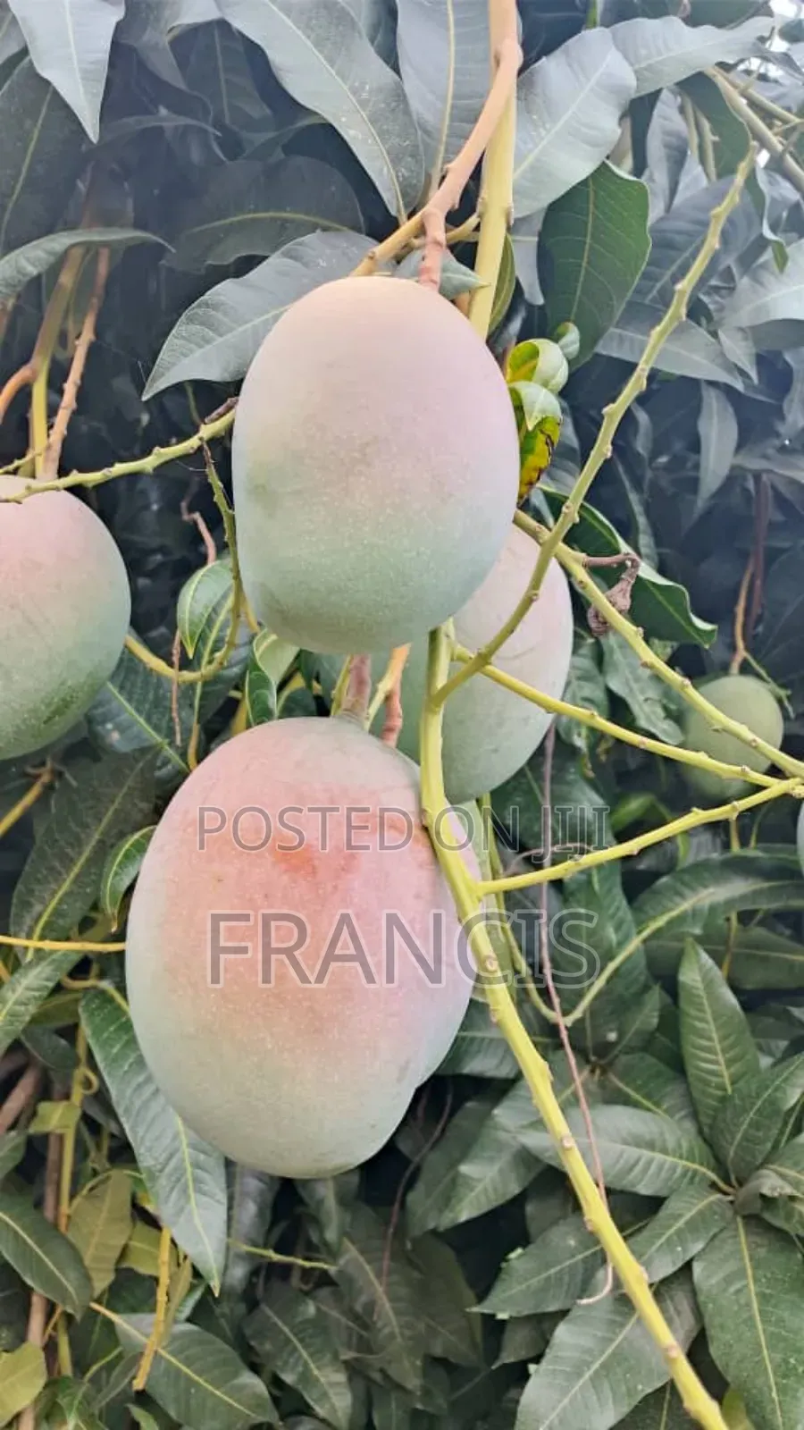 Forcrop K (100% Potassium Oxide)