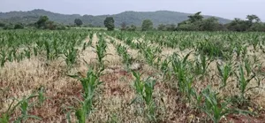 Pro Maize ( Selective Weedicide for Maize )