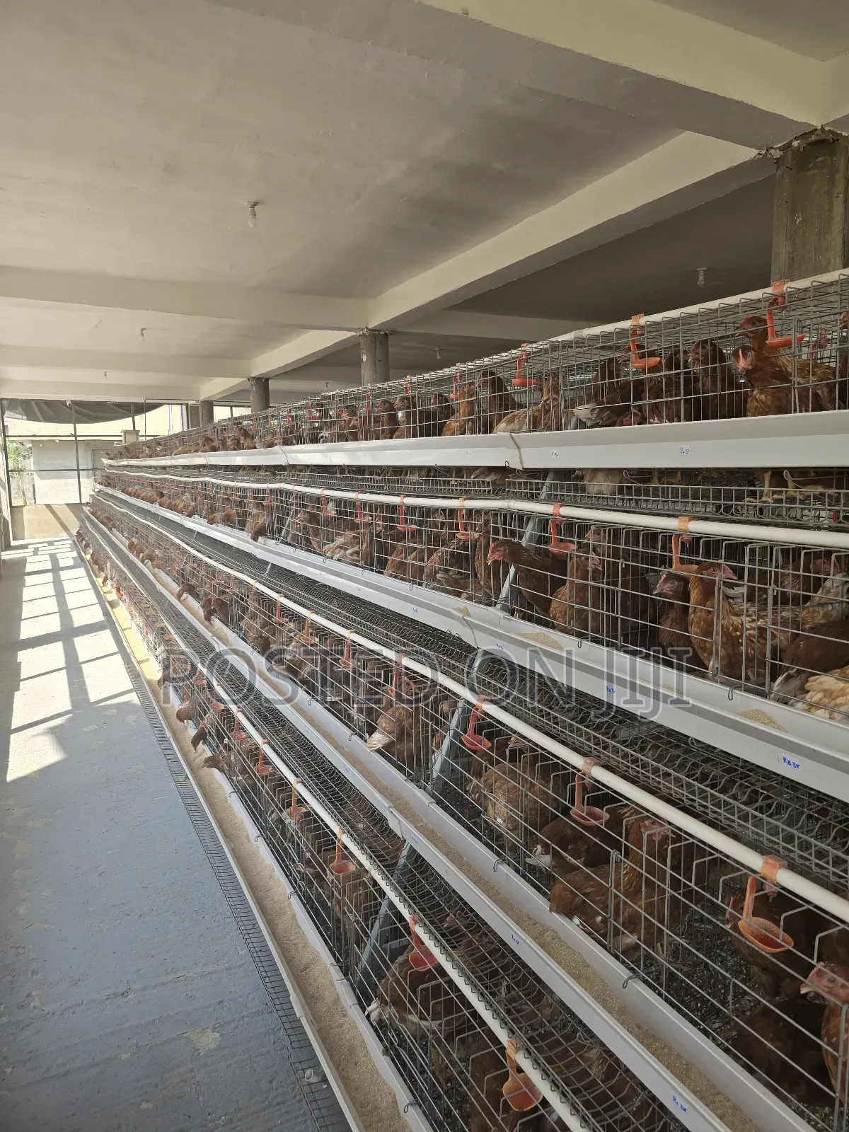 Battery Cage System