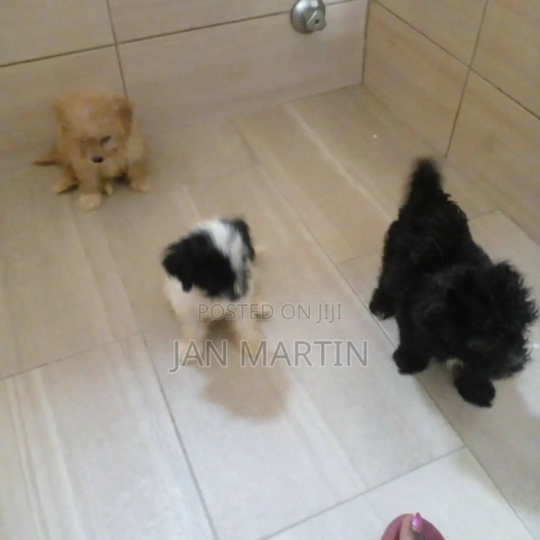 1-3 months Female Purebred Maltipoo