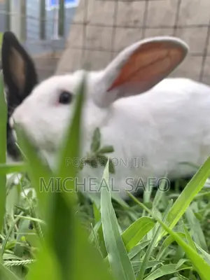 Live Rabbits Fresh Rabbit Meat for Sale – Affordable Healthy