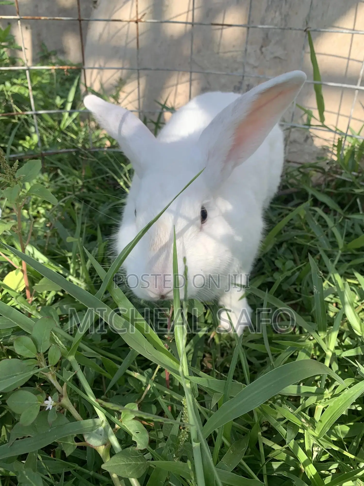 Live Rabbits Fresh Rabbit Meat for Sale – Affordable Healthy