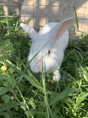 Live Rabbits Fresh Rabbit Meat for Sale – Affordable Healthy