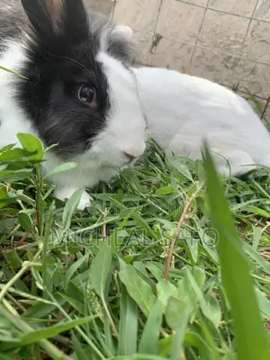 Live Rabbits Fresh Rabbit Meat for Sale – Affordable Healthy