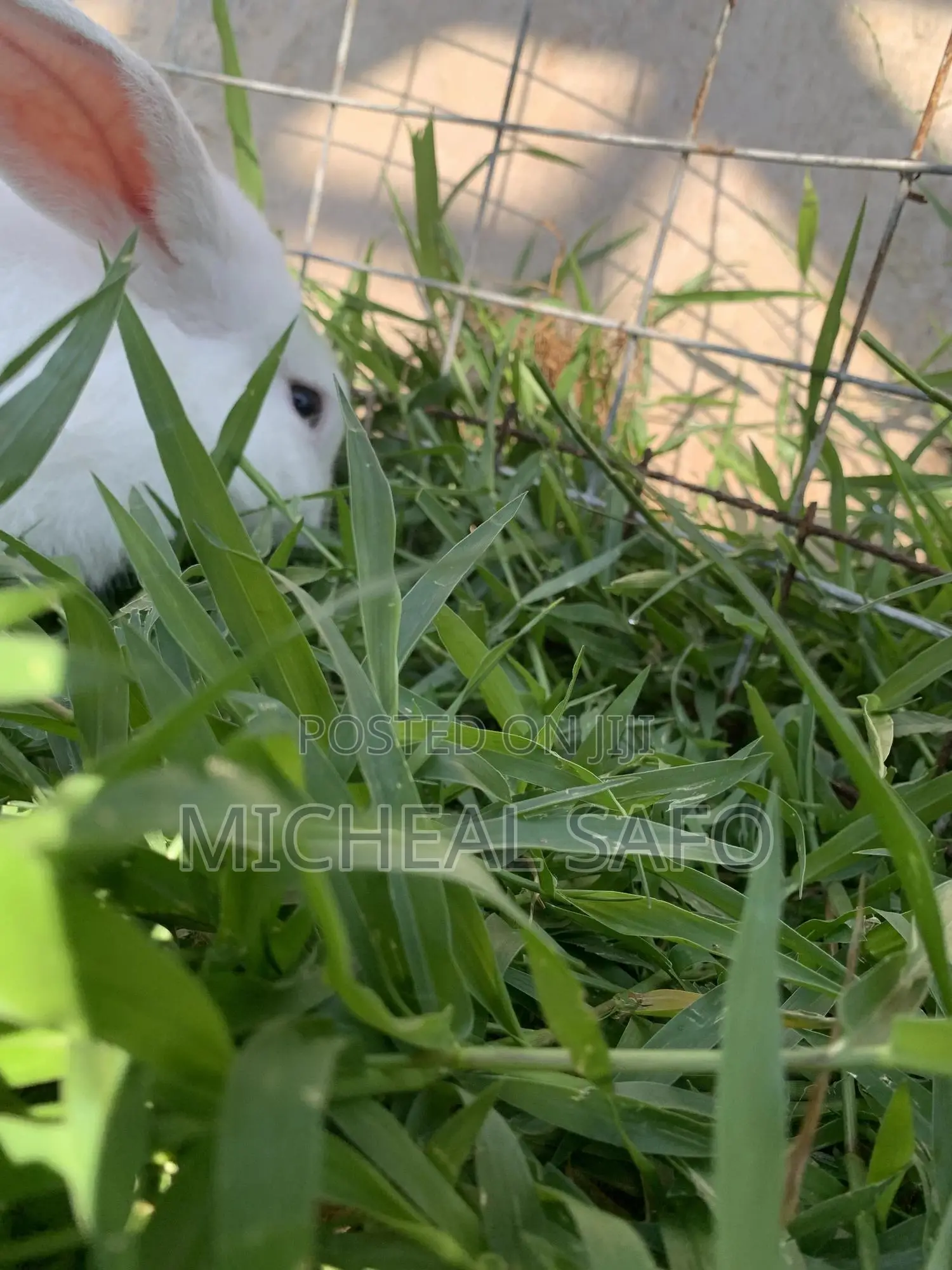 Live Rabbits Fresh Rabbit Meat for Sale – Affordable Healthy