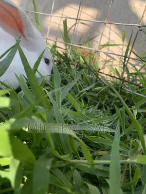 Live Rabbits Fresh Rabbit Meat for Sale – Affordable Healthy