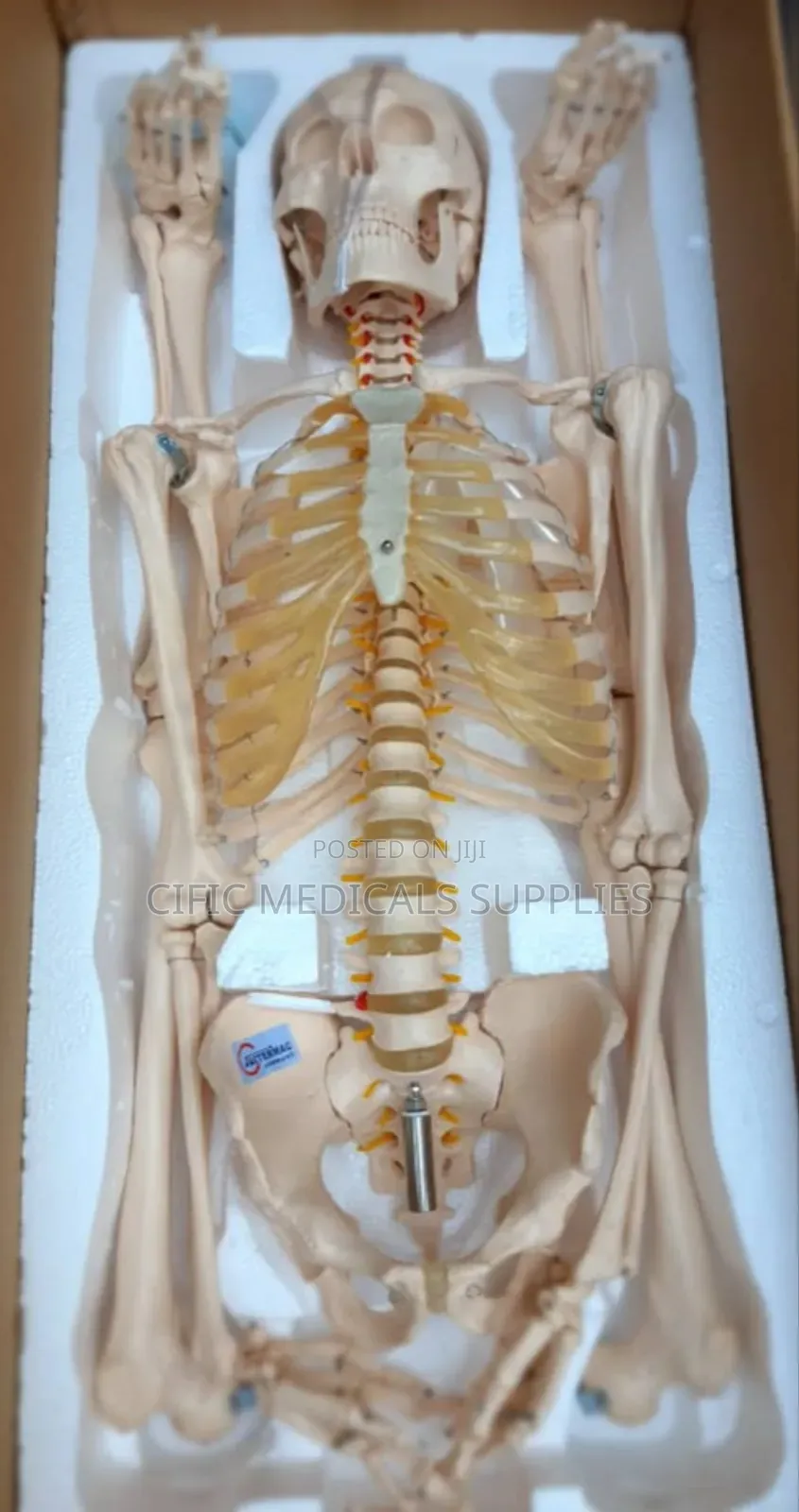 Anatomical Human Skeleton Model
