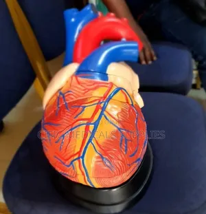 Anatomical Human Heart
