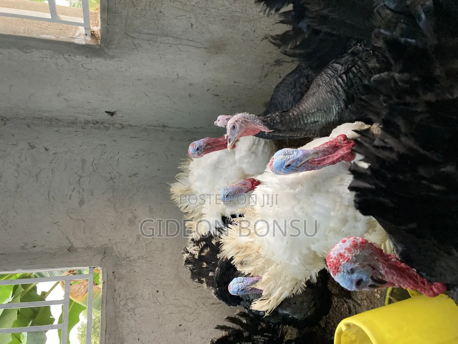 30 Weeks Grown Male Turkeys for Crossing(Mating)
