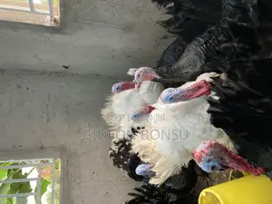 30 Weeks Grown Male Turkeys for Crossing(Mating)