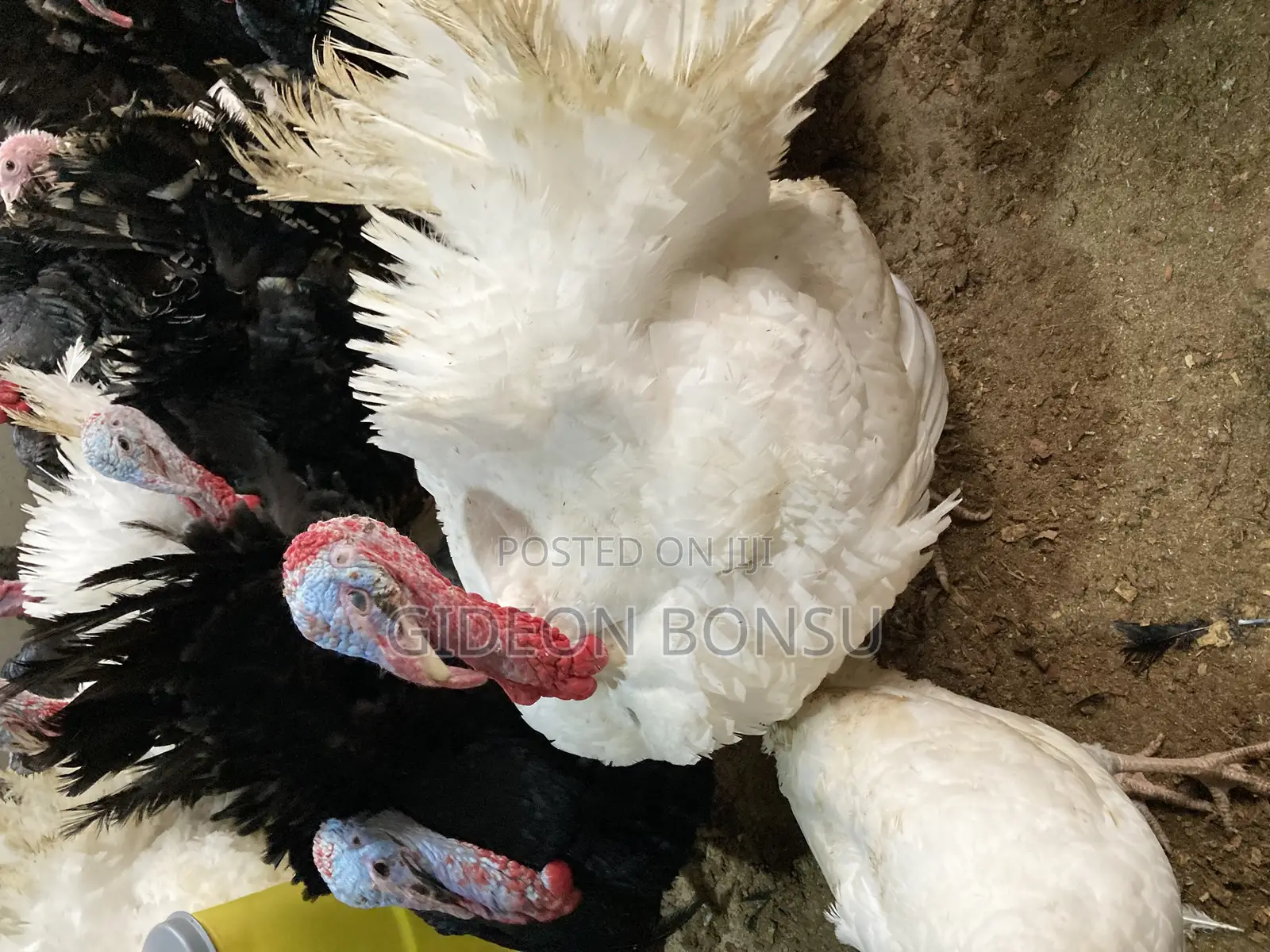 30 Weeks Grown Male Turkeys for Crossing(Mating)