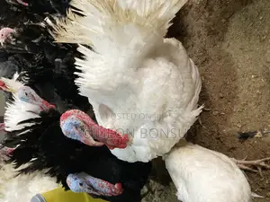 30 Weeks Grown Male Turkeys for Crossing(Mating)