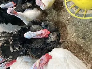 30 Weeks Grown Male Turkeys for Crossing(Mating)