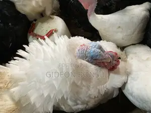 30 Weeks Grown Male Turkeys for Crossing(Mating)