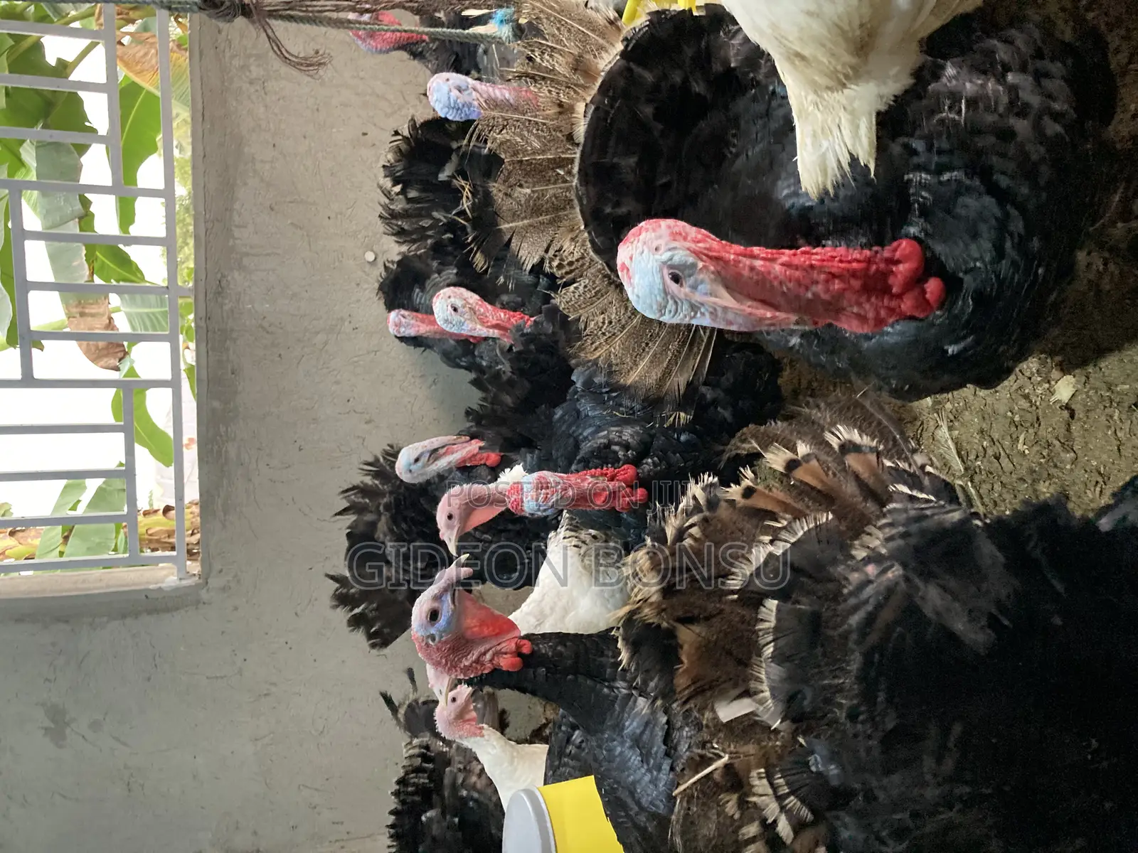 30 Weeks Grown Male Turkeys for Crossing(Mating)