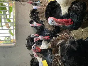 30 Weeks Grown Male Turkeys for Crossing(Mating)