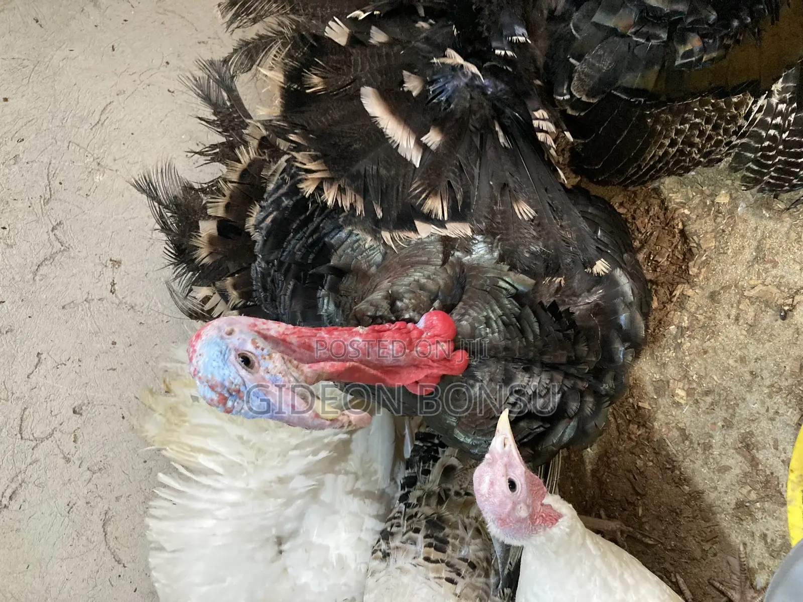 30 Weeks Grown Male Turkeys for Crossing(Mating)