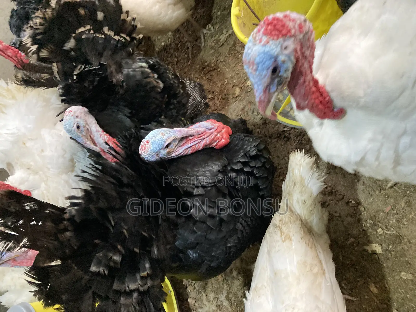 30 Weeks Grown Male Turkeys for Crossing(Mating)