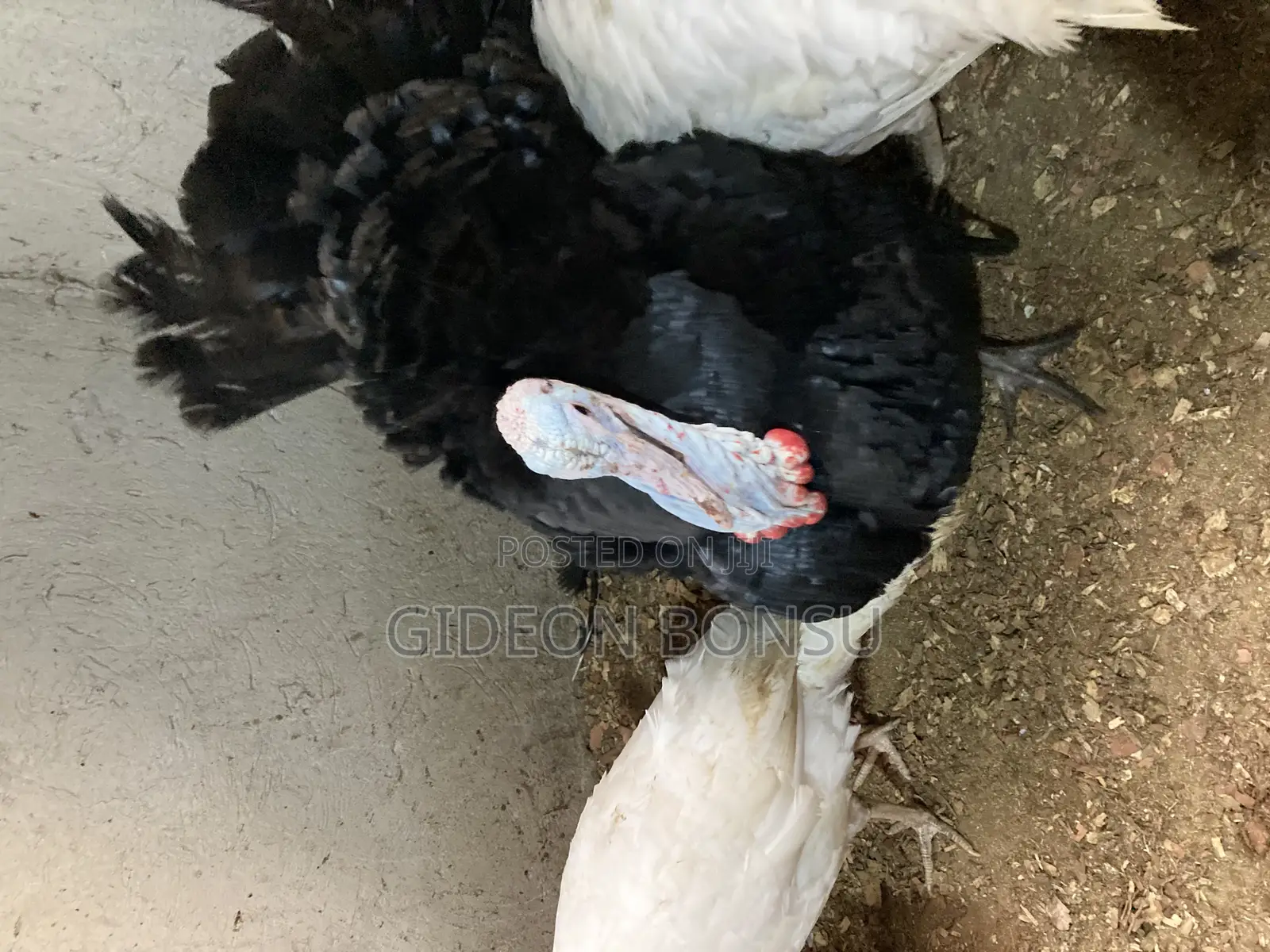 30 Weeks Grown Male Turkeys for Crossing(Mating)